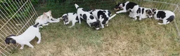 Boerenfox honden te koop: Prachtige Boerenfox pups - Advertentie 2