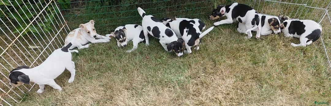 Boerenfox honden te koop: Prachtige Boerenfox pups - Advertentie 2