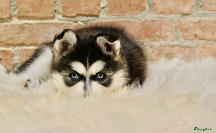 Pomsky honden - Advertentie 4