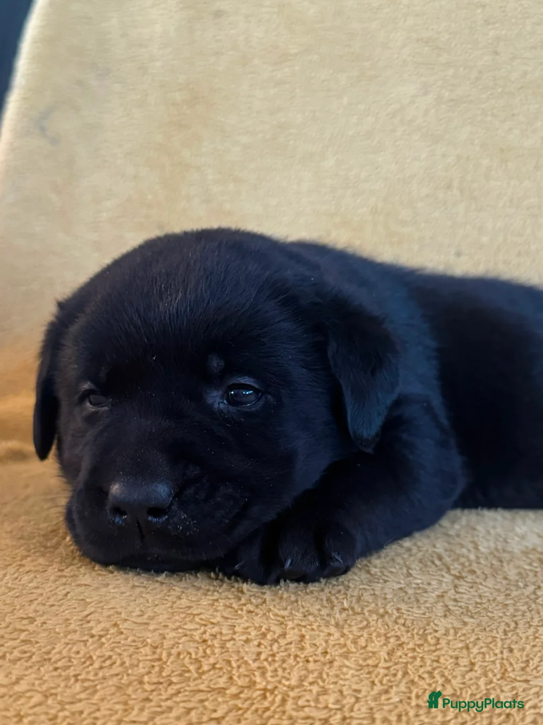 Labrador Retriever honden te koop: Raszuivere zwarte labradorpups - Advertentie 16