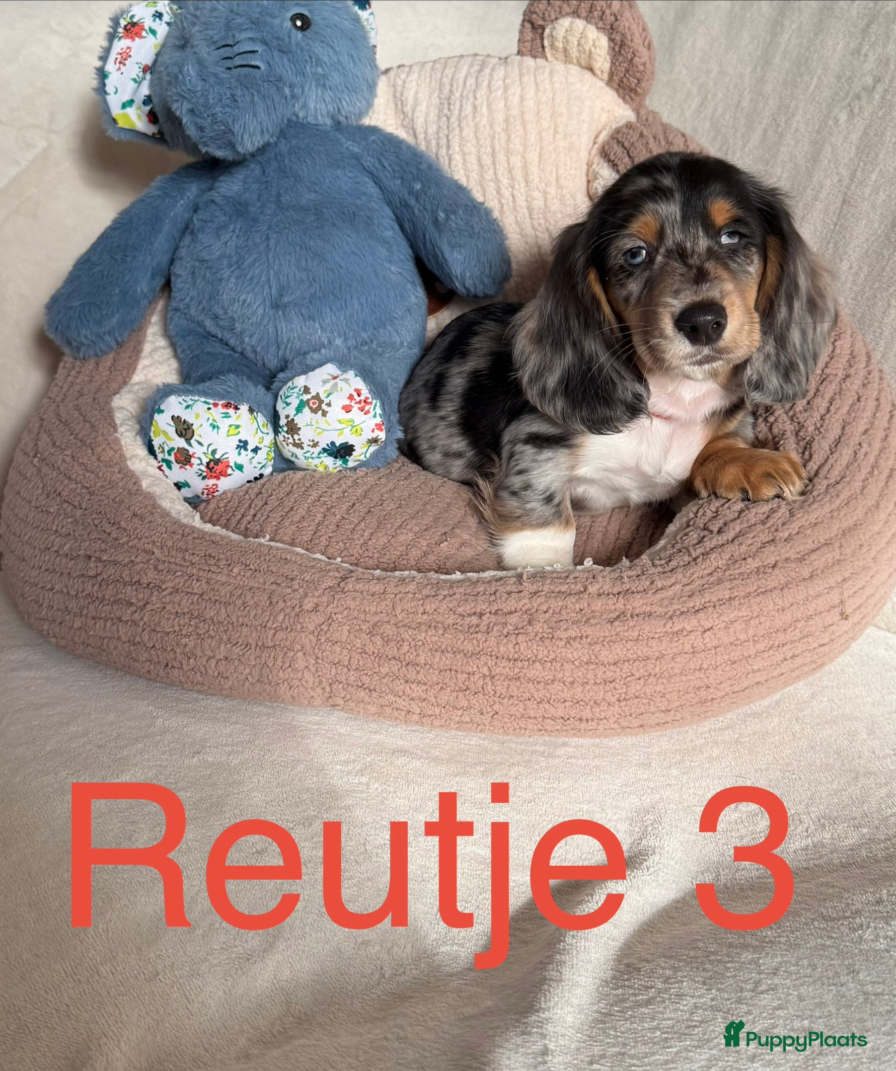 Kruising honden Laatste reutje mag het nest verlaten - Advertentie 19