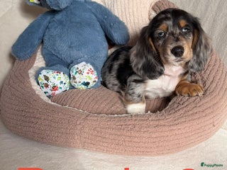 Kruising honden Laatste reutje mag het nest verlaten - Advertentie 2