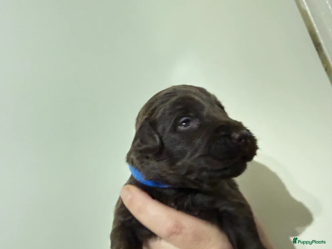 Labradoodle honden te koop: Hele mooie chocolade labradoodle puppy’s  - Advertentie 13