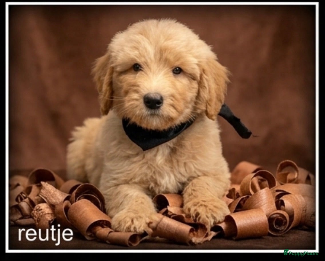 Labradoodle honden Labradoodle medium pups - Advertentie 1