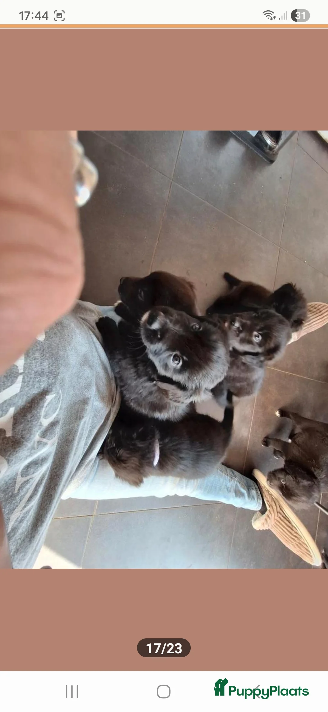 Kruising honden te koop: Xing golden retiever, aussie in huis opgegroeid - Advertentie 10