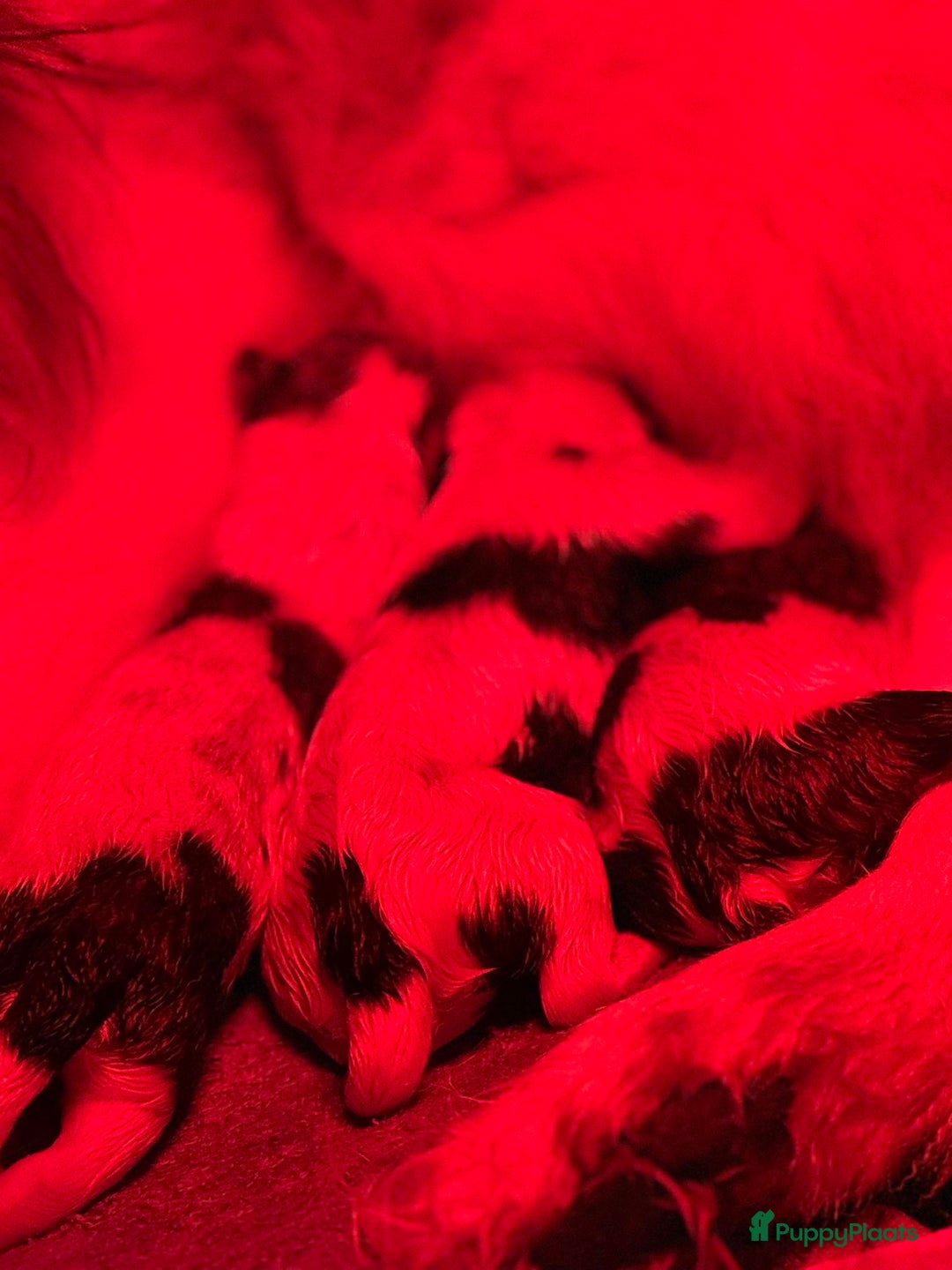 Thai Bangkaew Dog honden te koop: Thai Bangkaew Puppies - Advertentie 3