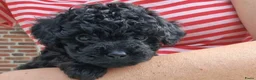 Poedel Toy honden te koop: Toy poedel puppies! - Advertentie 1