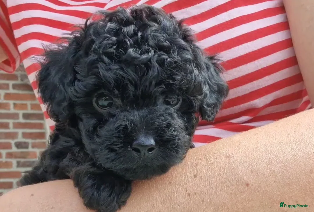 Poedel Toy honden te koop: Toy poedel puppies! - Advertentie 1