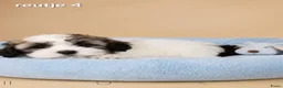Boomer honden te koop: Super mooie boomer pups. Shih tzu  - Advertentie 25