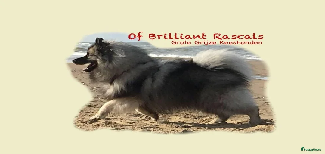 Galerij afbeelding {{count}}