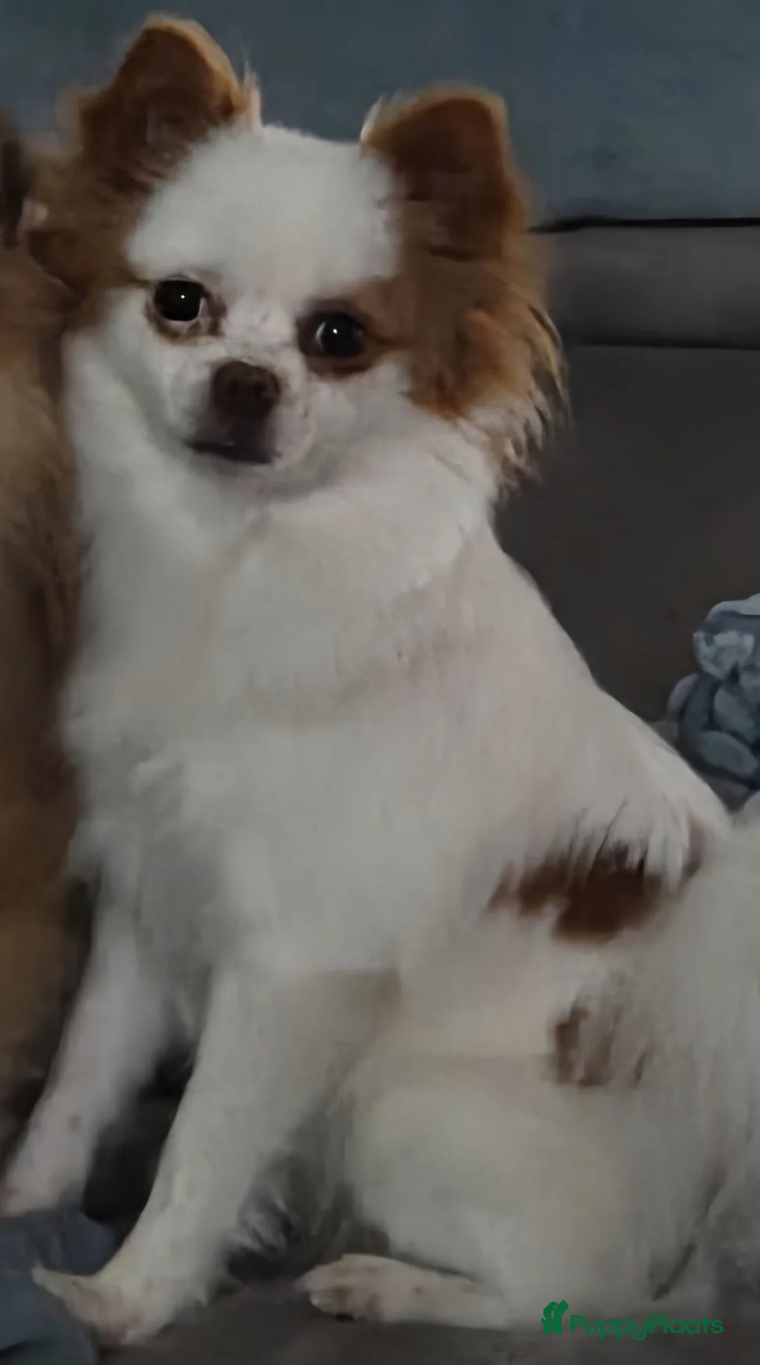 Pomchi honden te koop: Pups te koop - Advertentie 1