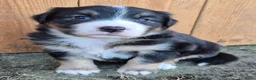 Kruising honden te koop: Australian shepherd x berner sennen (1/4) pups - Advertentie 23
