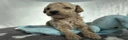 Poedel Toy honden te koop: Prachtig mooie toy poedel pupjes - Advertentie 11