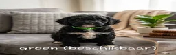 Cockapoo honden te koop: Cockapoo pups  - Advertentie 2