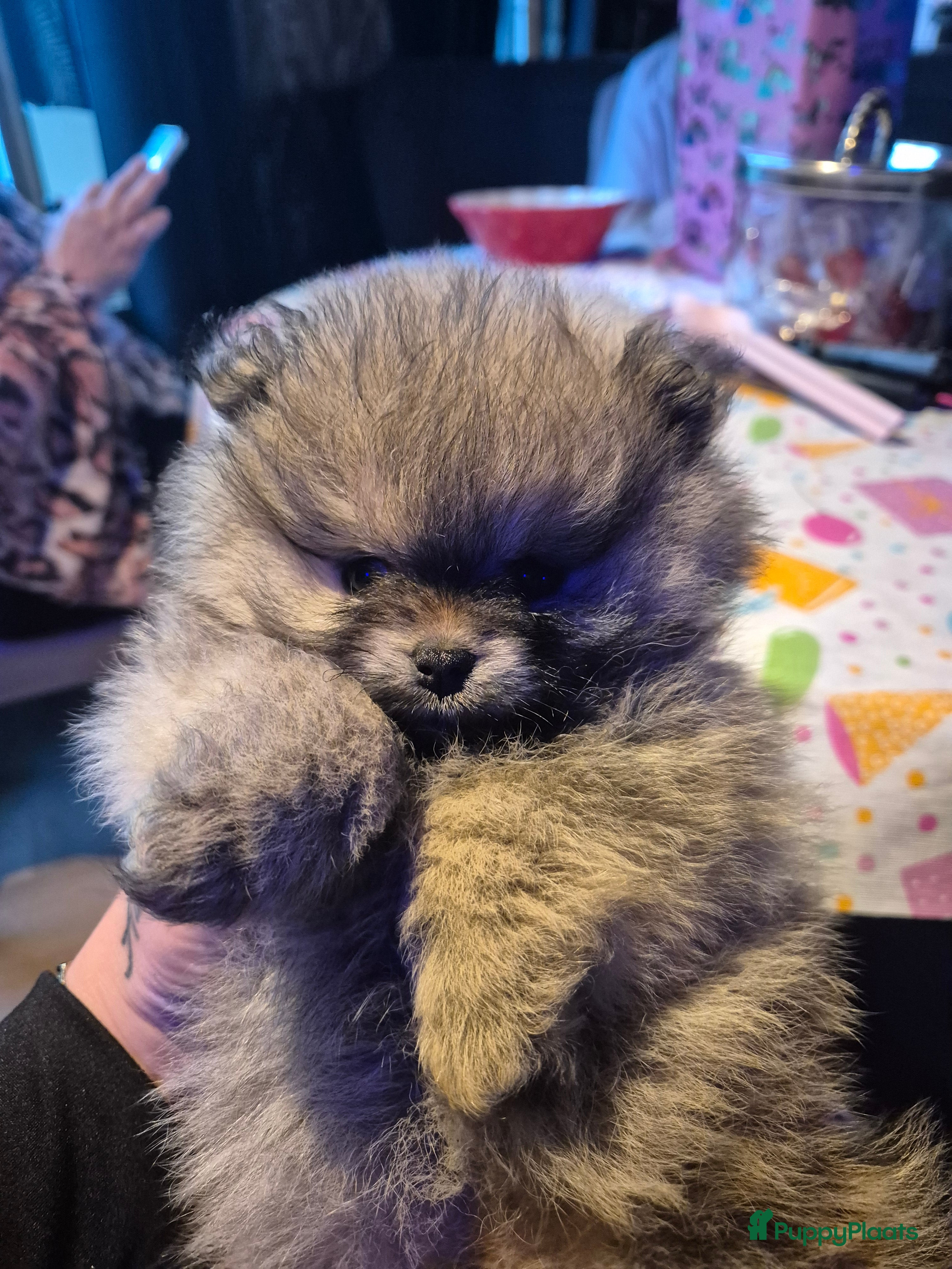 Pomeriaan honden Raszuiver Super lieve pomeriaan meisje - Advertentie 1