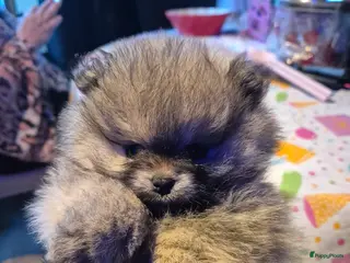 Pomeriaan honden Raszuiver Super lieve pomeriaan meisje - Advertentie 1