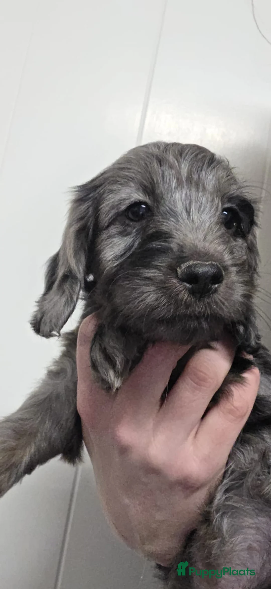 Cockapoo honden te koop: Puppy zoek een nieuw huis - Advertentie 3