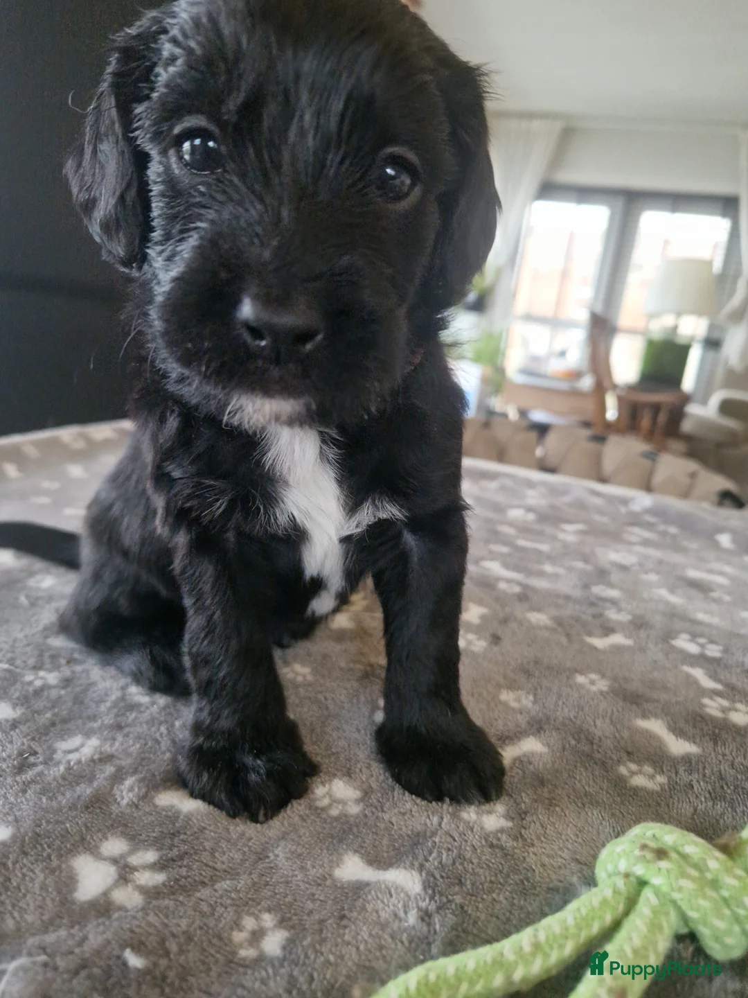 Kruising honden te koop: Labradoodle x greyhound mix - Advertentie 4