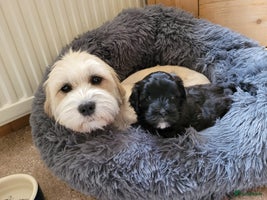 Kruising honden - Advertentie 2