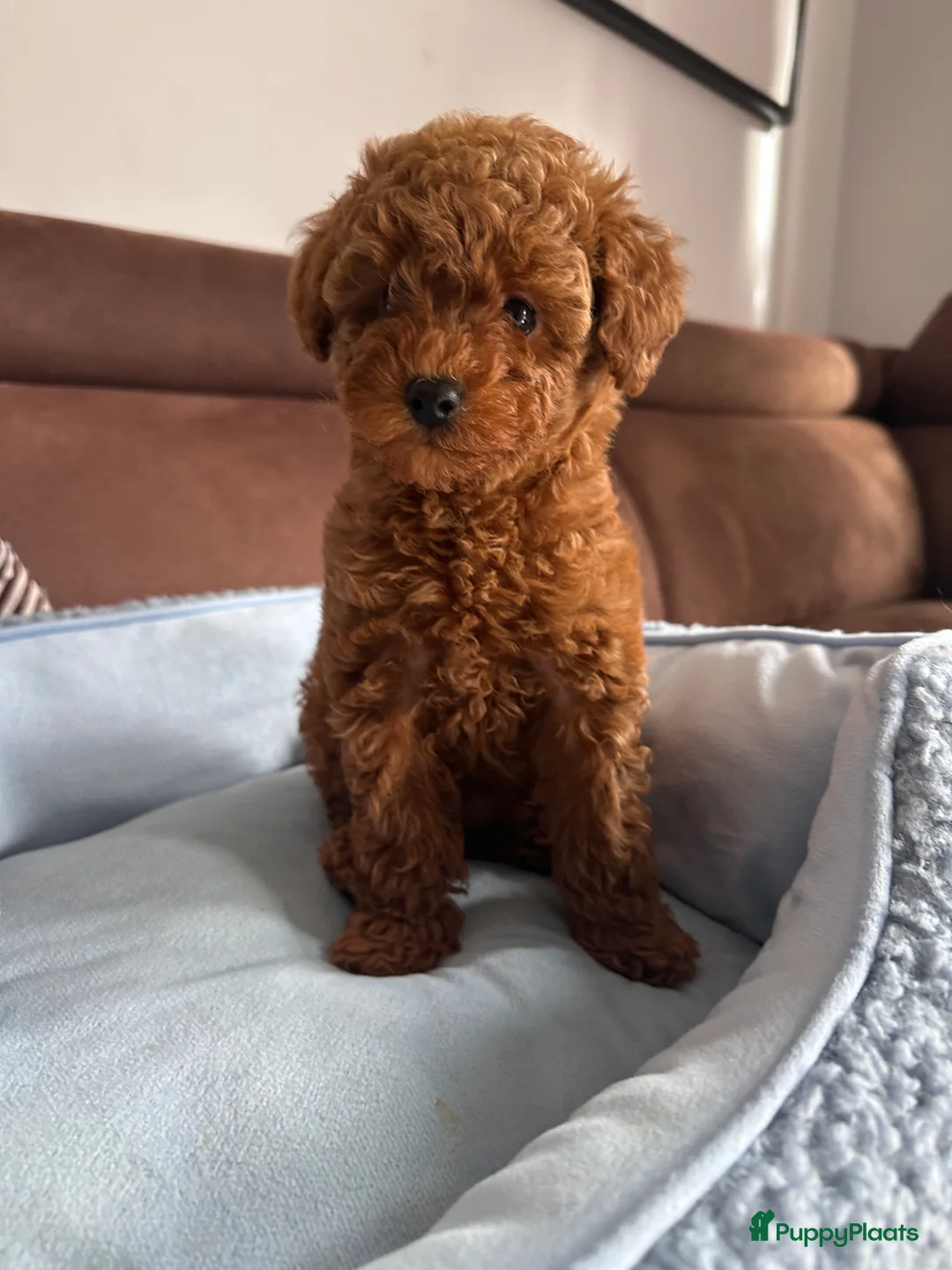 Poedel Toy honden te koop: Toypoedel puppy’s – liefdevolle gezinnen gezocht - Advertentie 19