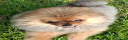 Pomeriaan honden te koop: Pomeranian - Advertentie 1