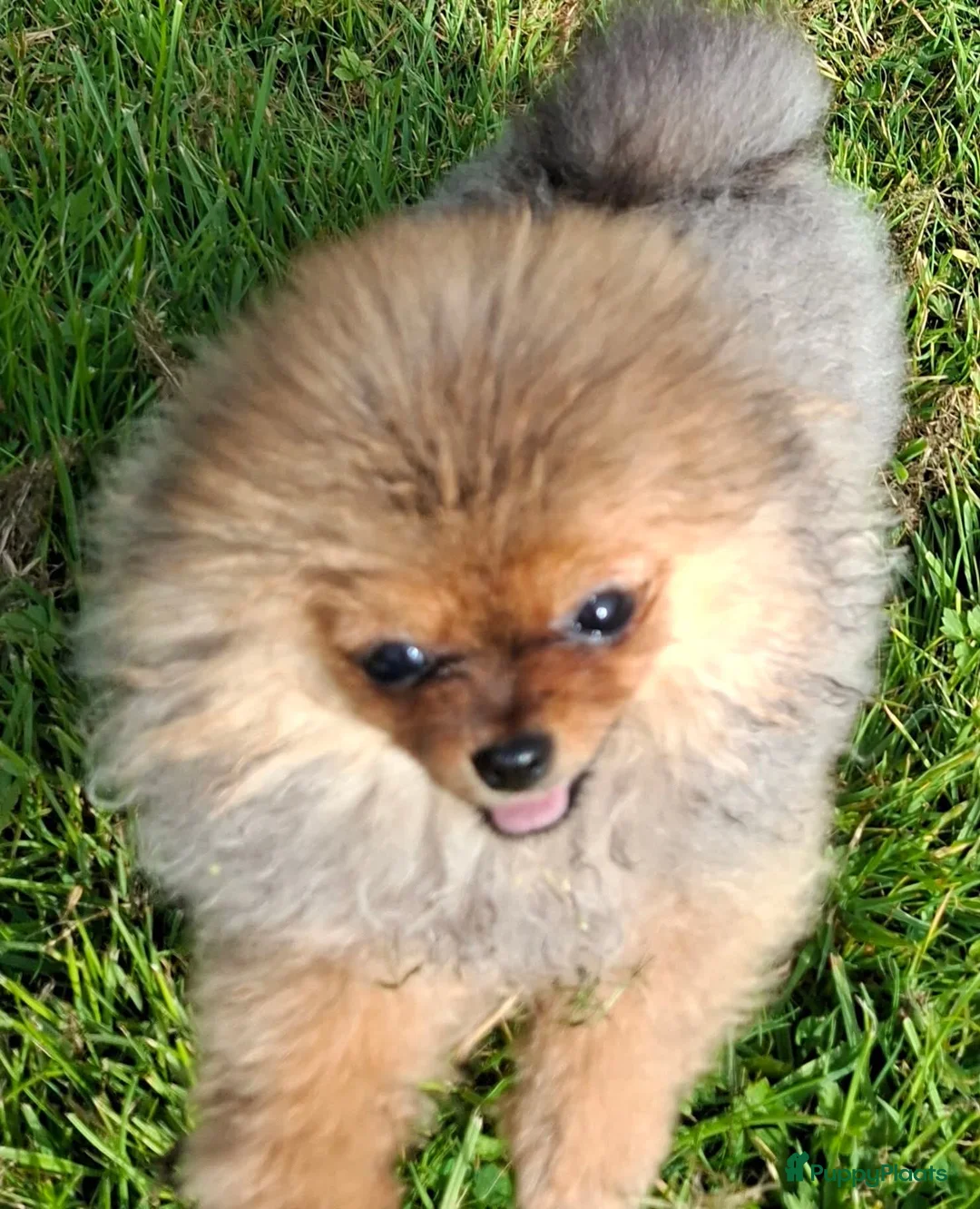 Pomeriaan honden te koop: Pomeranian - Advertentie 1