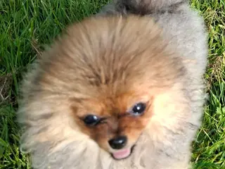 Pomeriaan honden Pomeranian - Advertentie 10