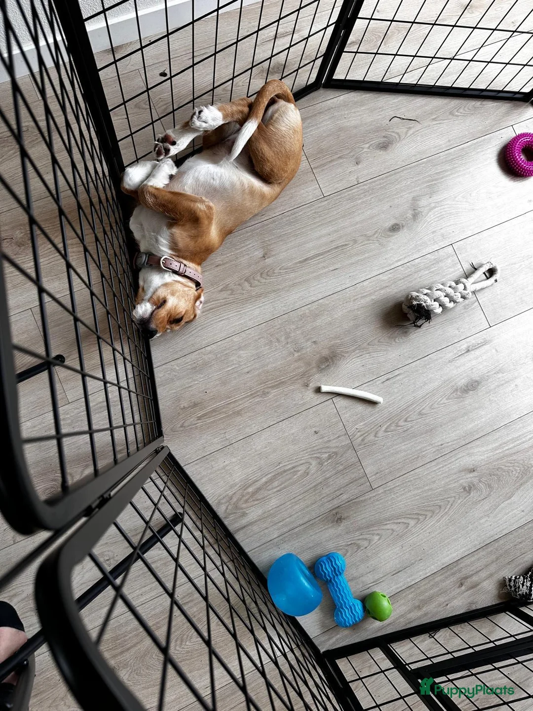 Kruising honden te koop: Lieve Tala zoekt een nieuw thuis - Advertentie 2