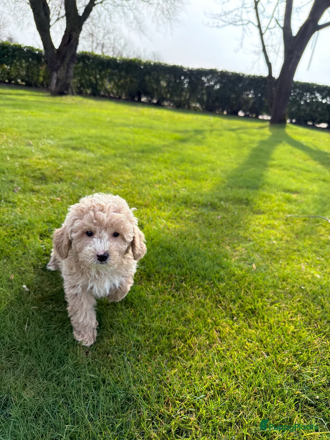 Labradoodle honden te koop: Mini Doodle (Poedel x Mini Labradoodle) pups - Advertentie 6