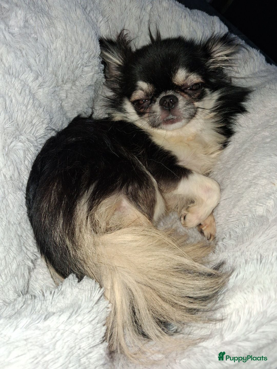 Chihuahua honden chihuahua teefje  - Advertentie 1