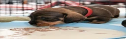 Ruwhaar Teckel honden te koop: Prachtige Ruwharige Teckel pups - Advertentie 29