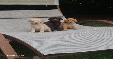Labrador Retriever honden - Advertentie 4