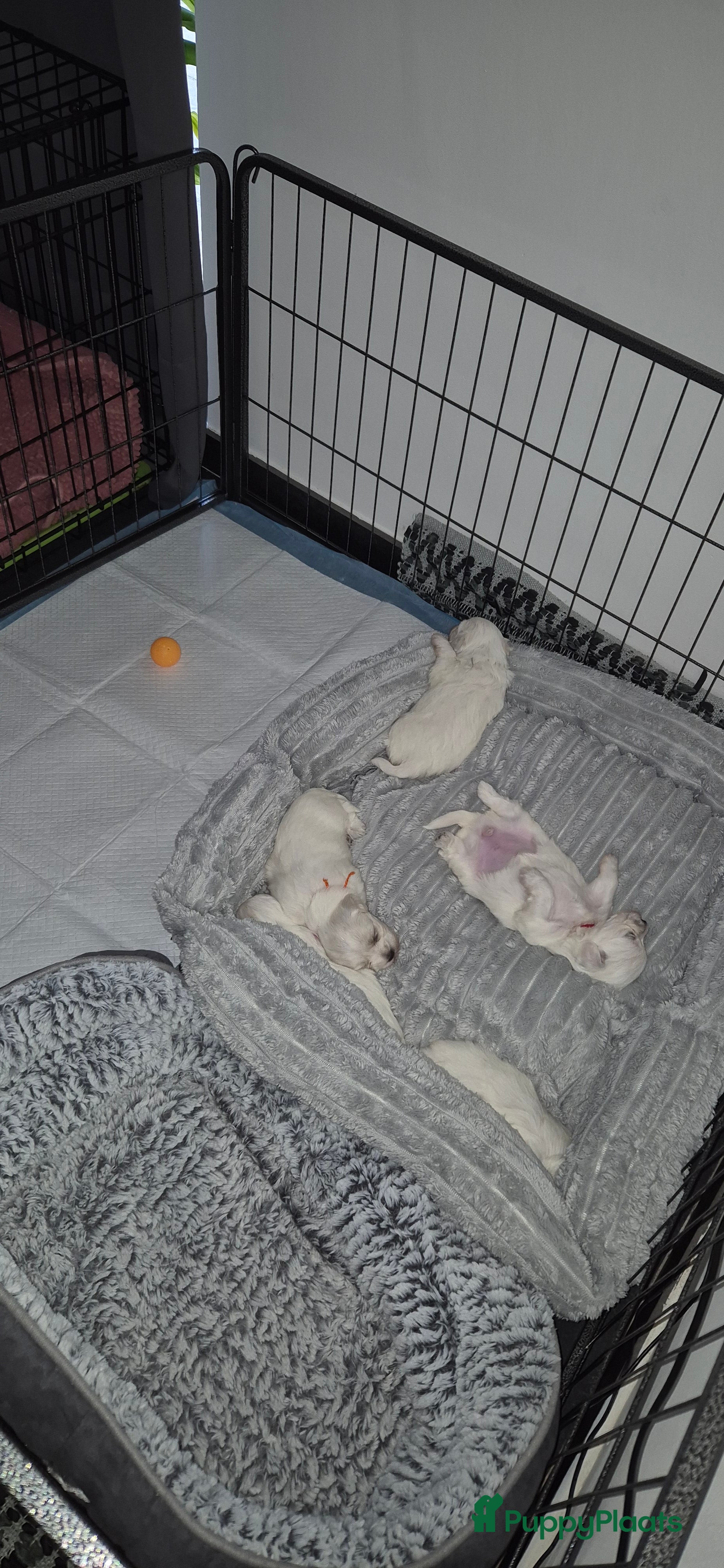 Maltezer honden Malteser toy - Advertentie 8