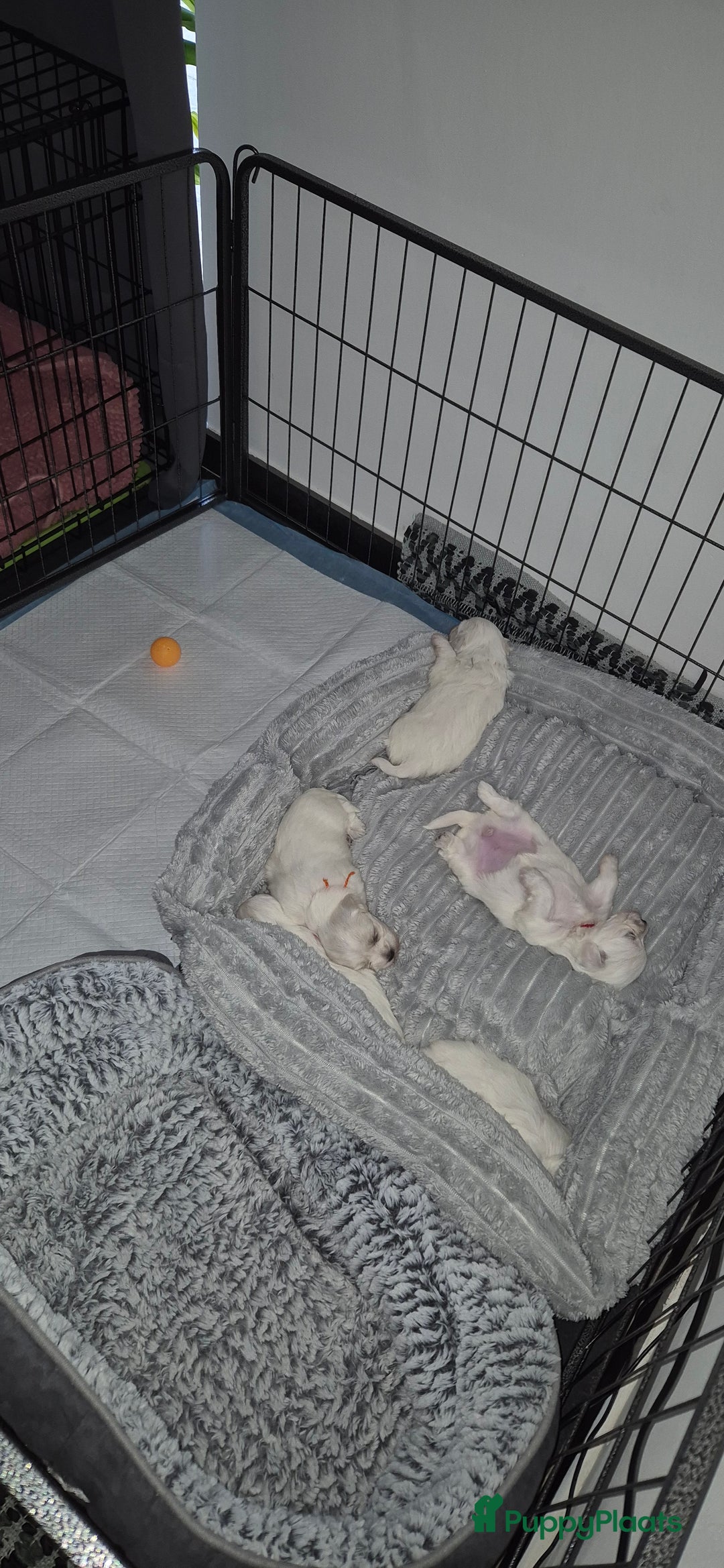 Maltezer honden te koop: Malteser toy - Advertentie 1