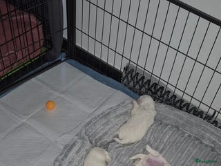 Maltezer honden Malteser toy - Advertentie 3