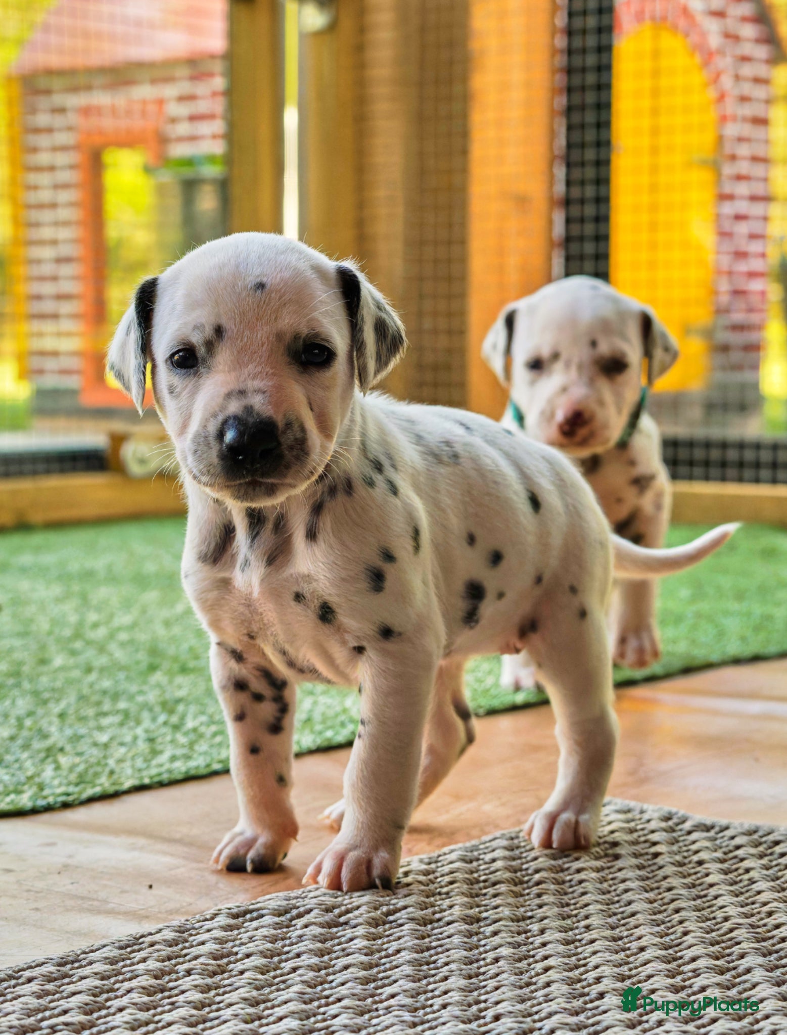 Dalmatiër honden Dalmatiër Pups van erkende fokker! - Advertentie 1