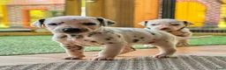 Dalmatiër honden te koop: Dalmatiër Pups van erkende fokker! - Advertentie 1