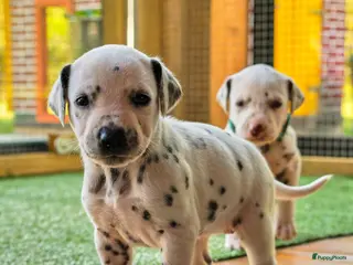 Dalmatiër honden Dalmatiër Pups van erkende fokker! - Advertentie 6