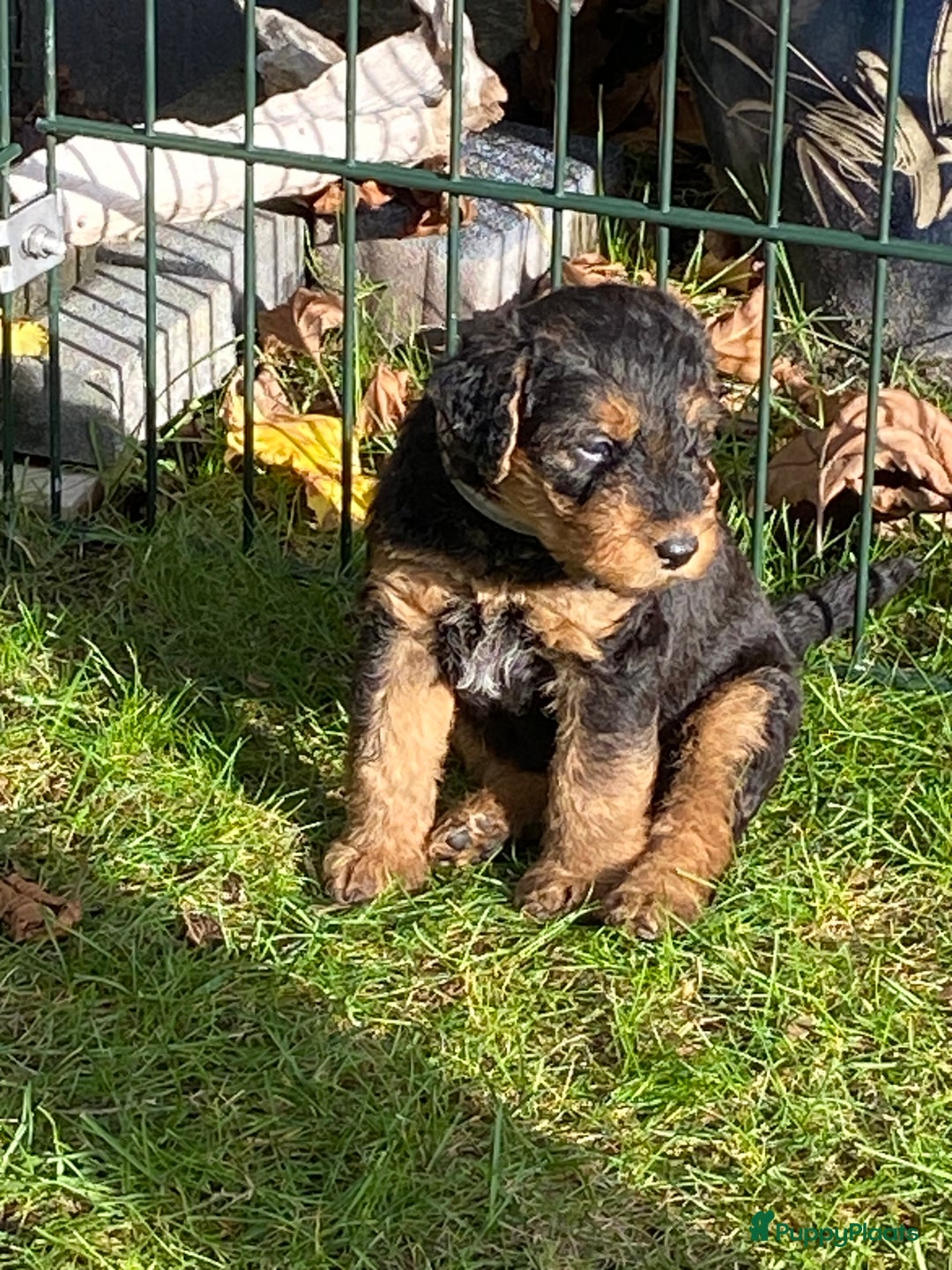 Airedale Terriër honden te koop: Airedale terriër pups  - Advertentie 10