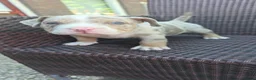 Amerikaanse Bully honden te koop: American bully pocket pup reu in Stramproy - Advertentie 5