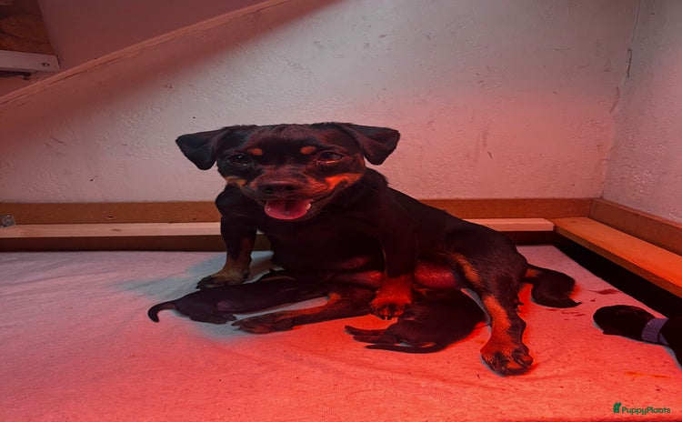 Dwergpinscher honden - Advertentie 3