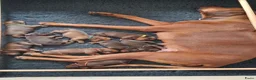 Rhodesian Ridgeback honden te koop: Prachtige Rhodesian Ridgeback pups met Stamboom - Advertentie 5