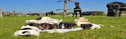 Jack Russel Terriër honden te koop: 🥰 5 Prachtige Jack Russel pups! 🐶 - Advertentie 13