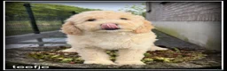 Labradoodle honden te koop: Labradoodle F4 medium pups Mogen het nest verlaten - Advertentie 6
