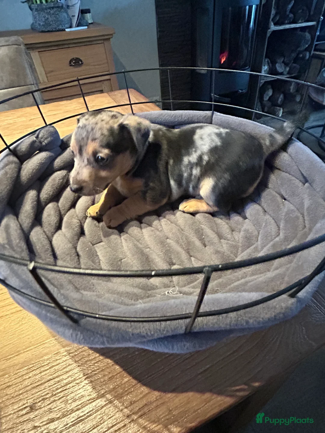 Jack Russel Terriër honden te koop: 4 mooie Jack Russell reutjes - Advertentie 4