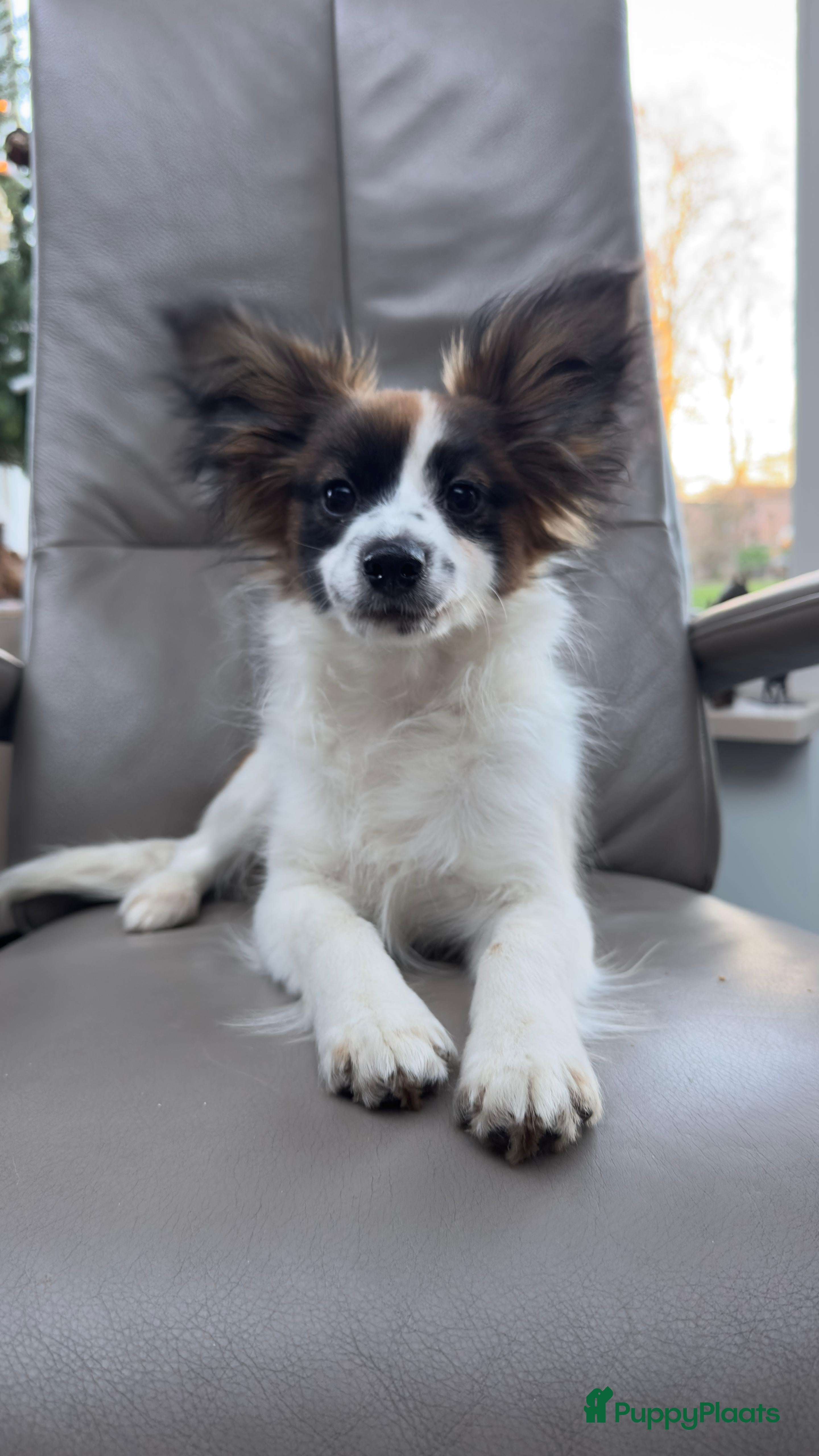 Vlinderhondje honden Mooie wit/sable Pappilon pup - Advertentie 2