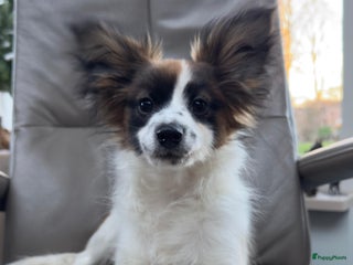 Vlinderhondje honden Mooie wit/sable Pappilon pup - Advertentie 2