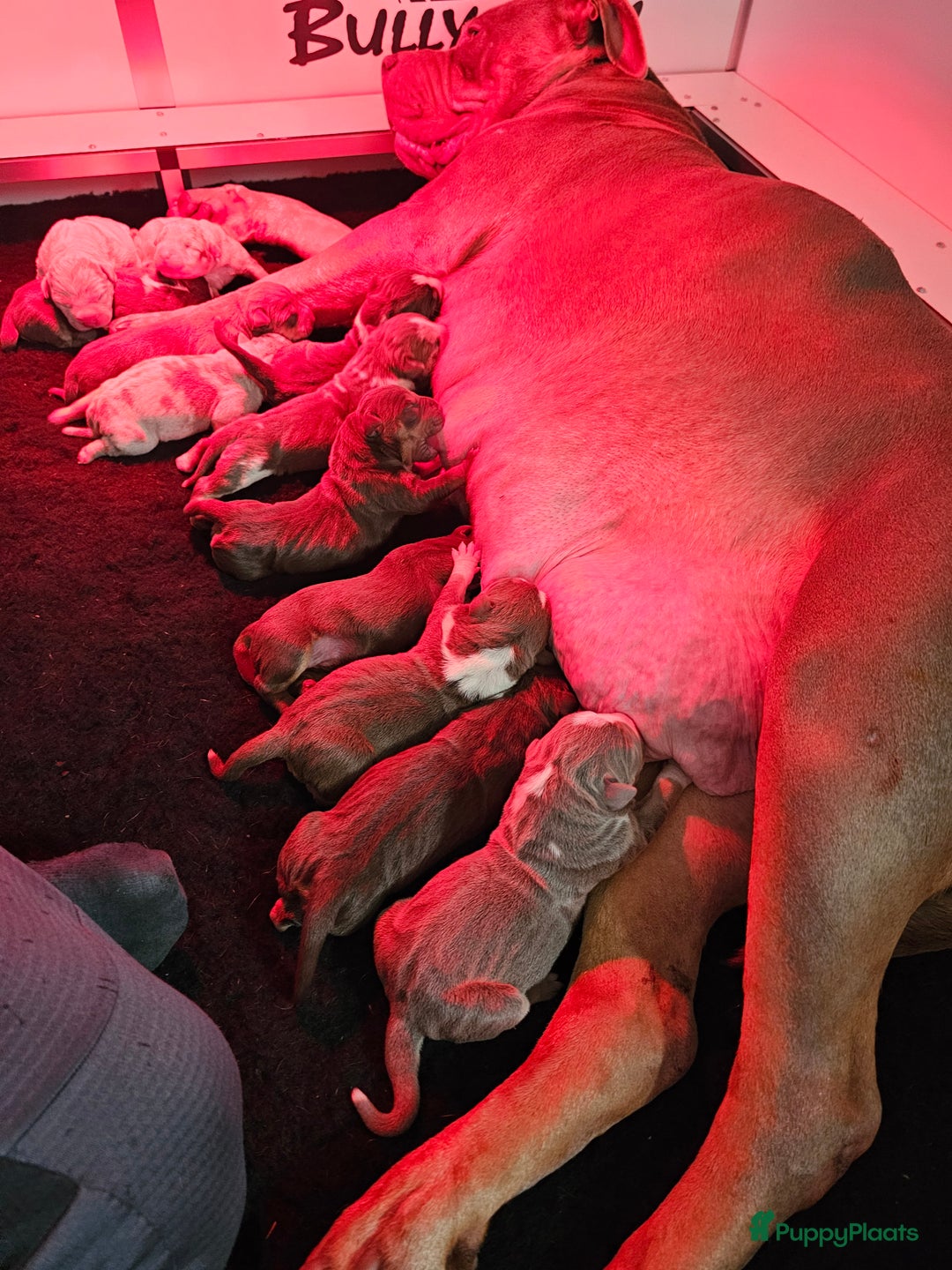 Amerikaanse Bully honden te koop: Pups Bully XL beide ouders kampioen - Advertentie 11