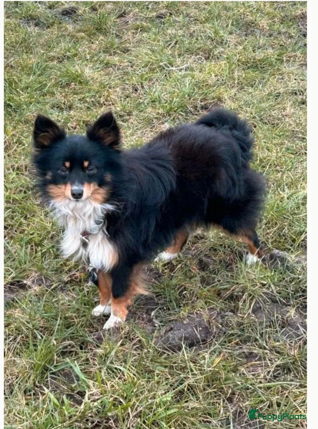 Kruising honden te koop: Chihuahua mix pups 3 reutjes - Advertentie 9