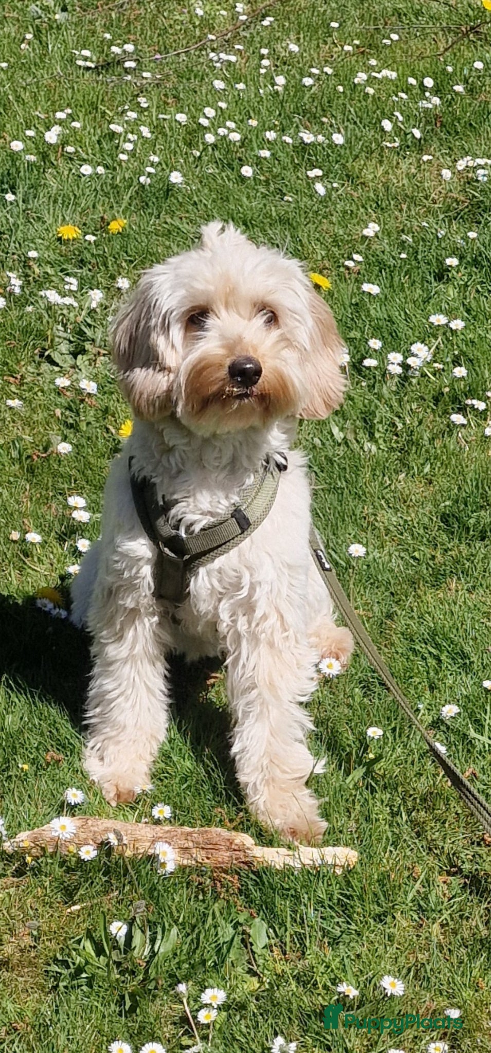 Australian Labradoodle honden Nestje Australian Labradoodles mini - Advertentie 2